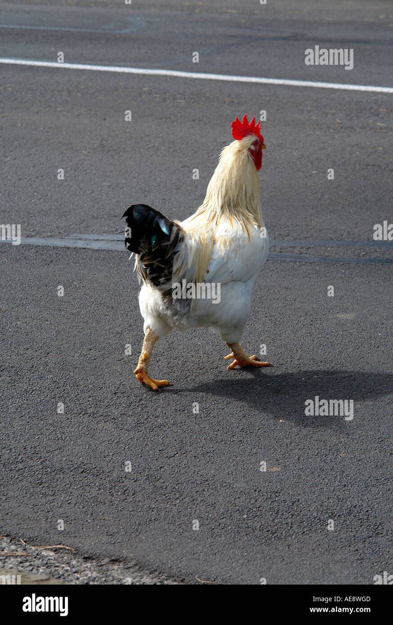 Ontdek de Geheimen van Chicken Road Casino Spela Nog Vandaag!, chicken road slot
